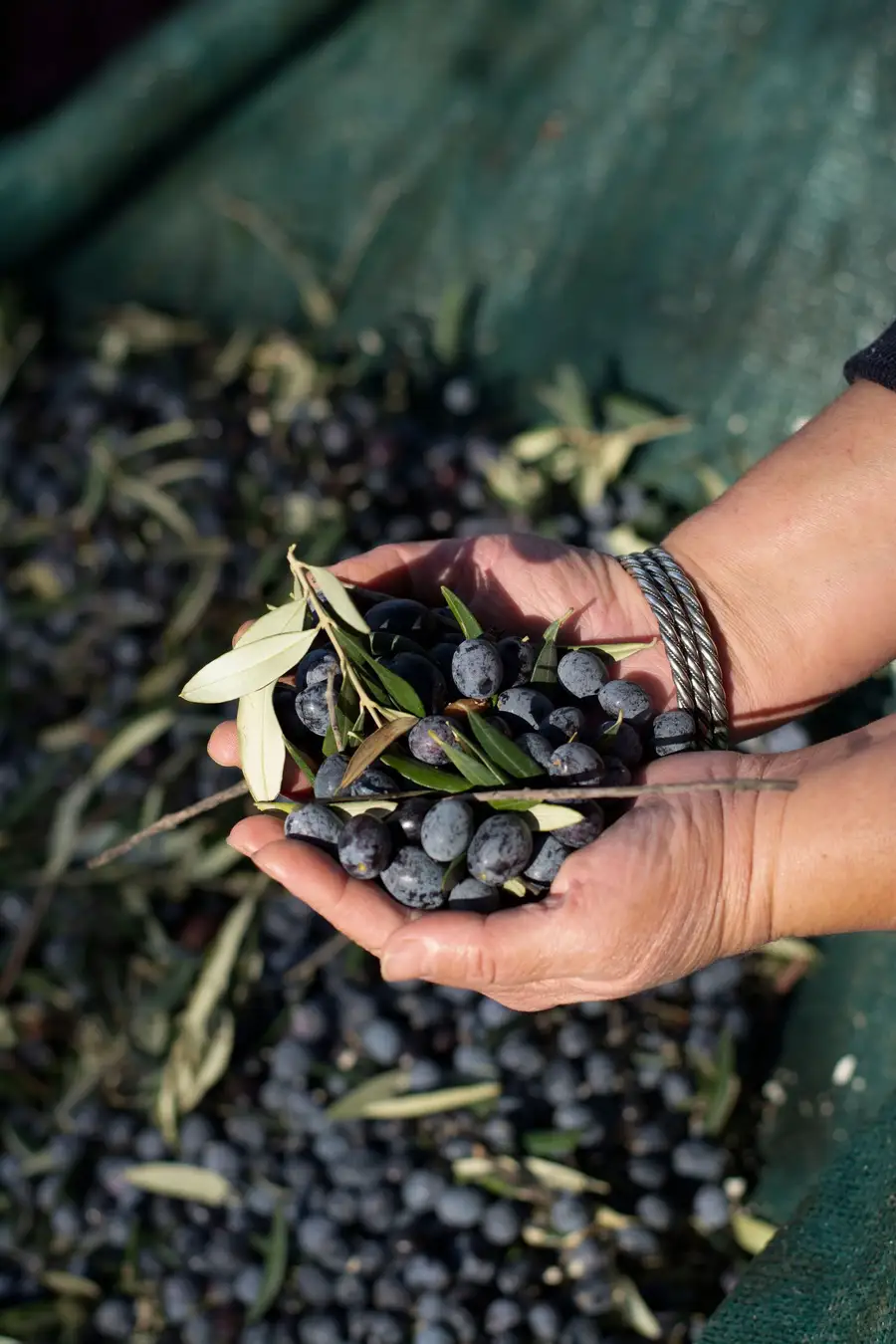 Hands holding freshly picked green and purple olives over a woven basket.