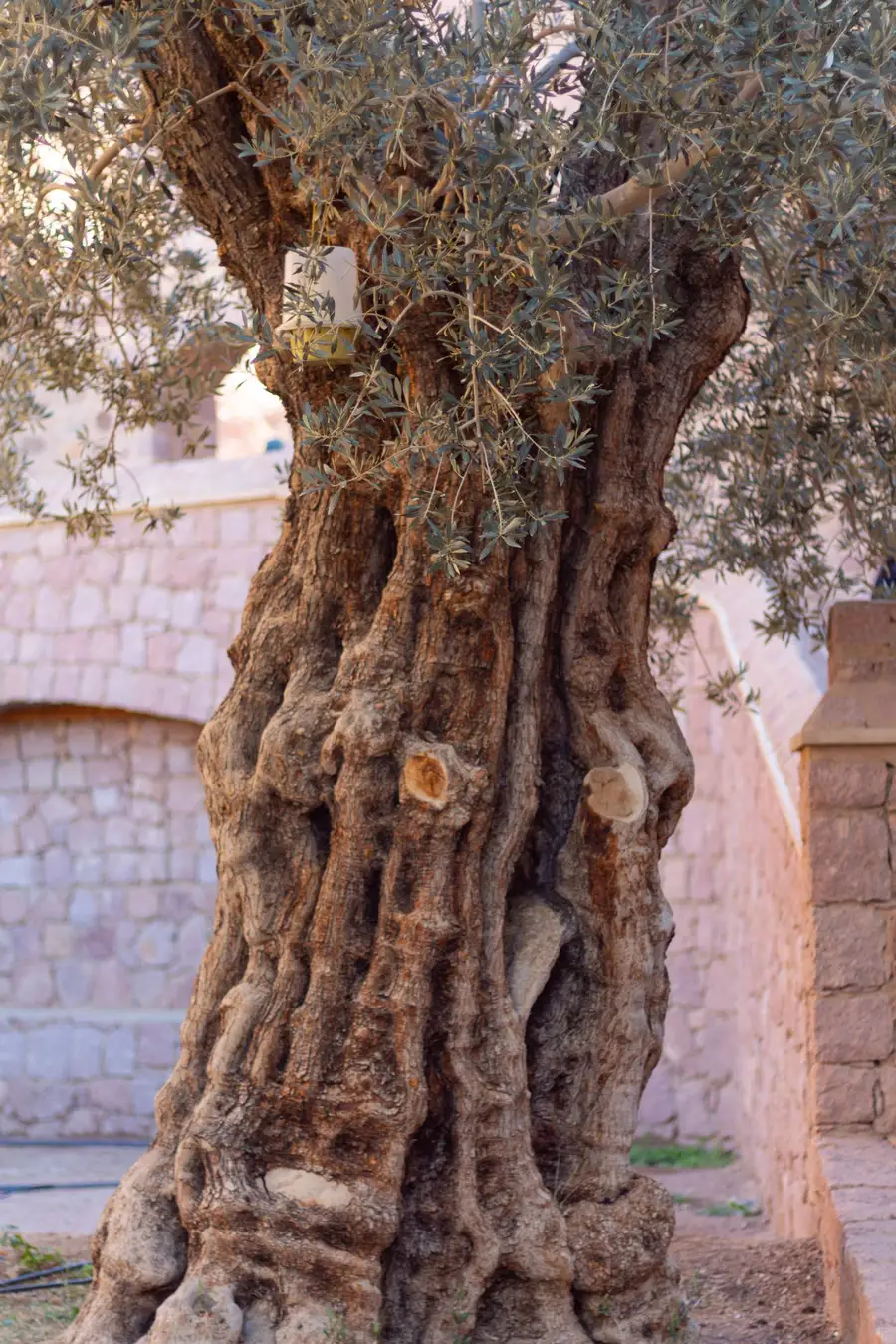 The gnarled silver trunk of an old olive tree, its bark deeply grooved with age.